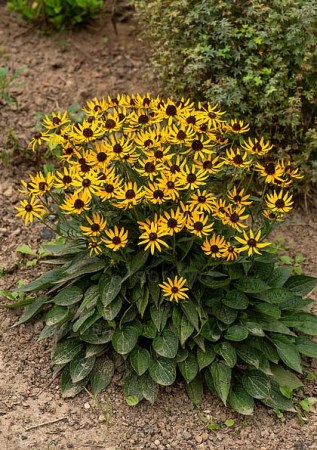 RUDBECKIA occidentalis Little Goldstar